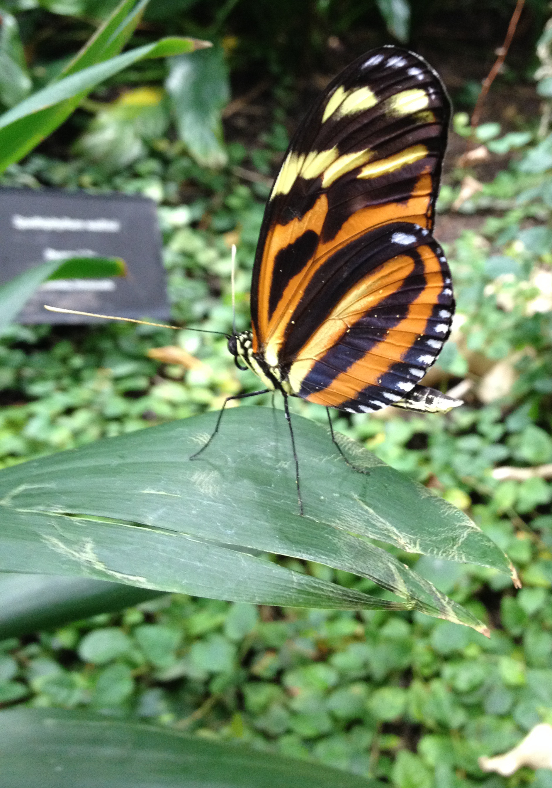 A butterfly at the Moody Gardens Rainforest Pyramid in Galveston, TX r/Wildlife