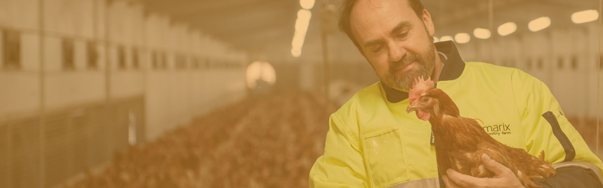 Farm Tamarix Poultry Egg Farm Located in East Dandenong, Melbourne