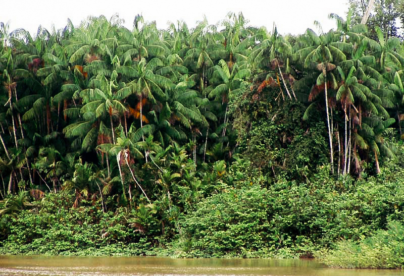 Acai Facts How Does Acai Grow? Tambor® A PASSION FOR Premium Açaí