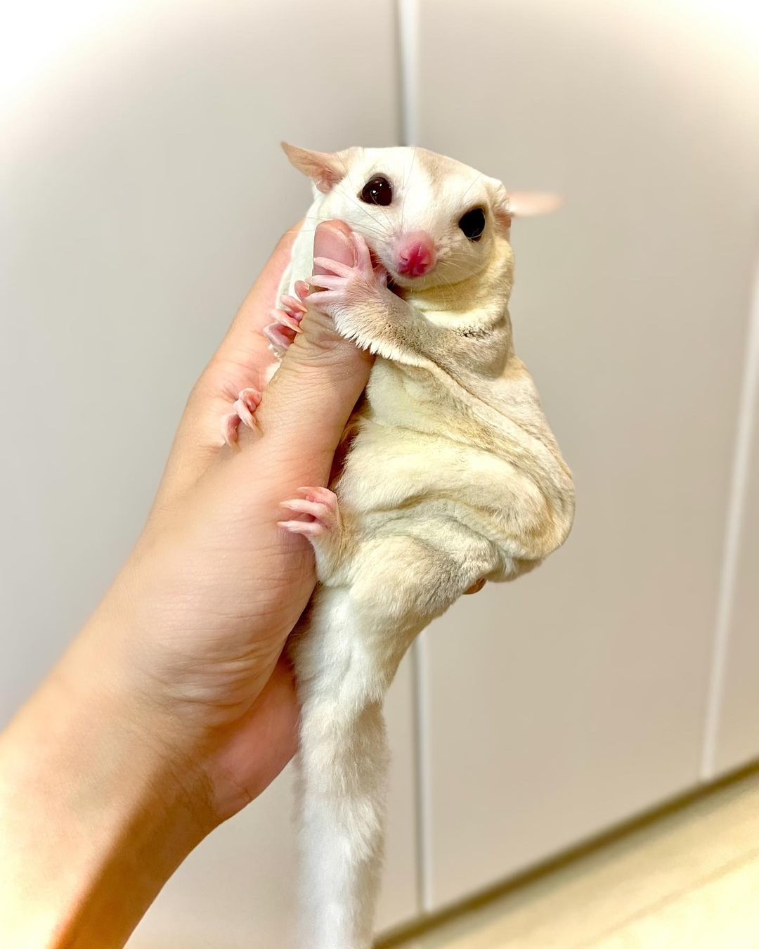 Sugar Gliders For Sale! 100 Healthy And 100 Trained!