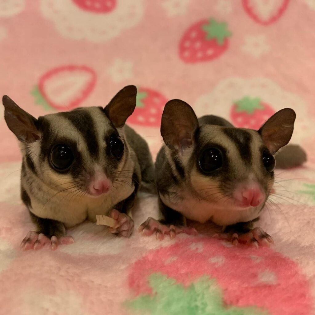 Sugar Gliders For Sale! 100 Healthy And 100 Trained!