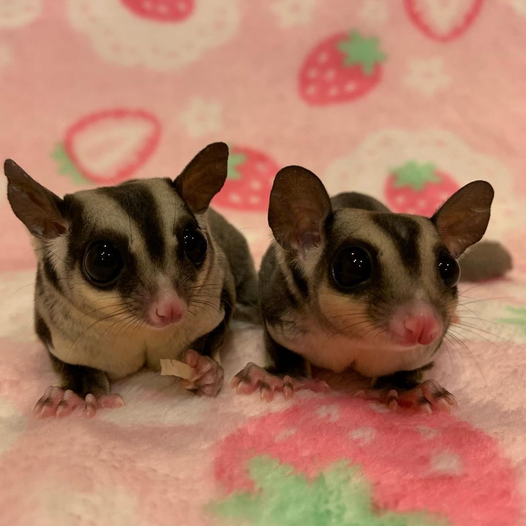 Sugar Gliders For Sale! 100 Healthy And 100 Trained!
