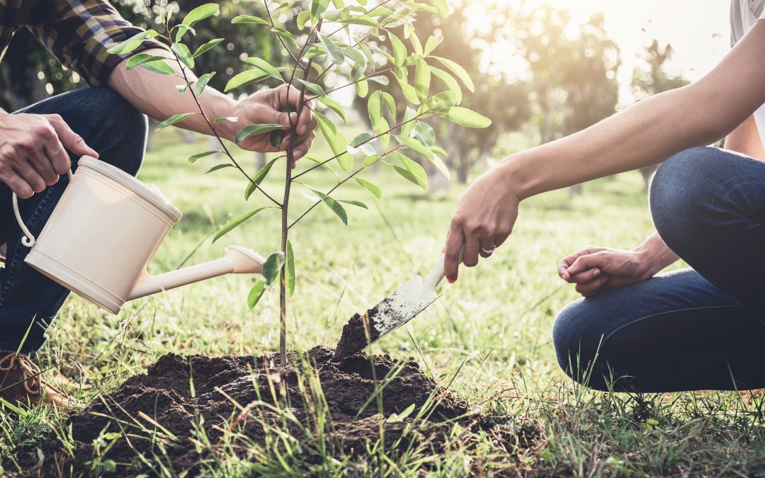 Three Things You Need to Know About Deep Root Watering Trees Tampa Tree