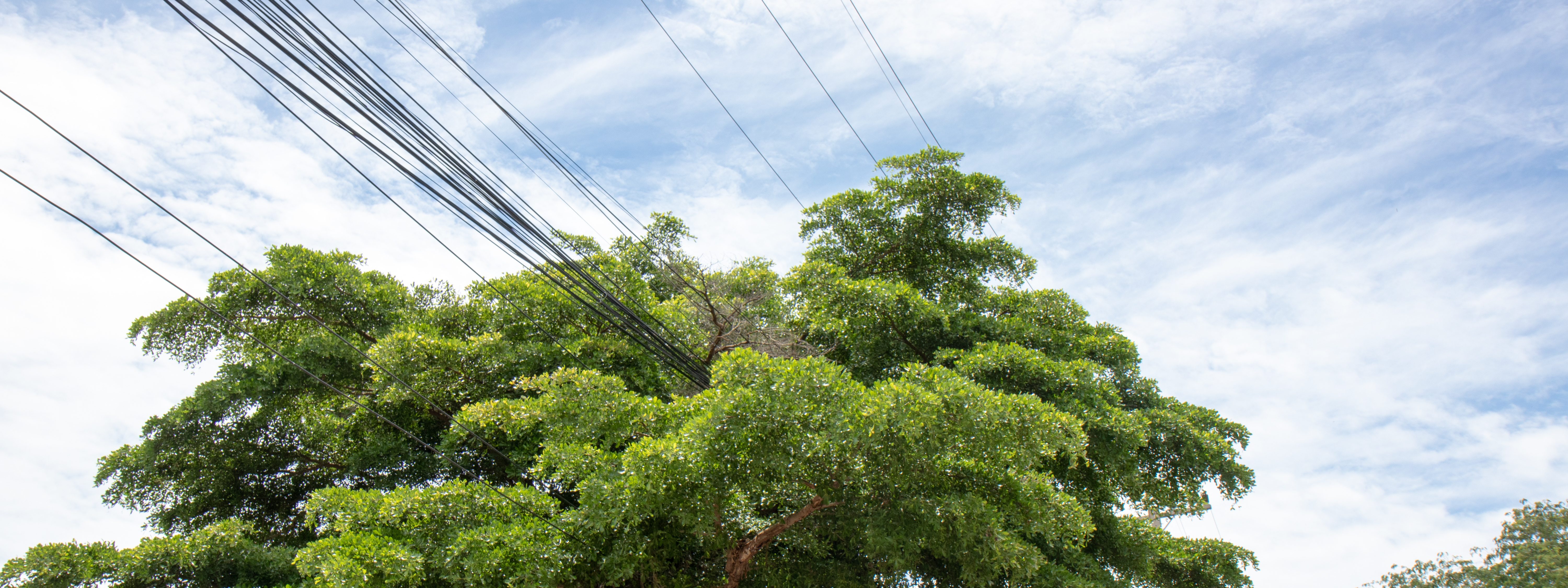 Are Trees Under Power Lines a Good Idea? Tampa Tree