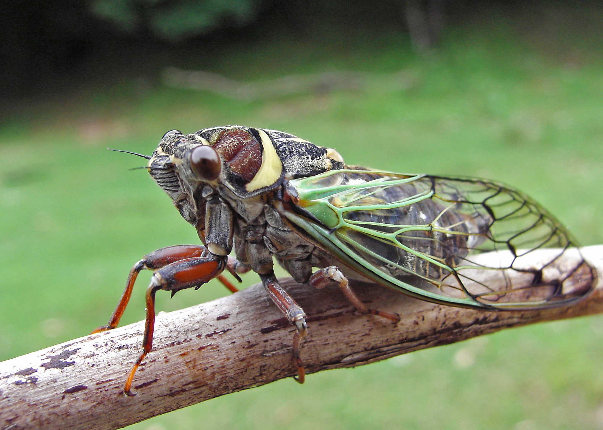 How to Prevent Cicadas Damage Tampa Tree