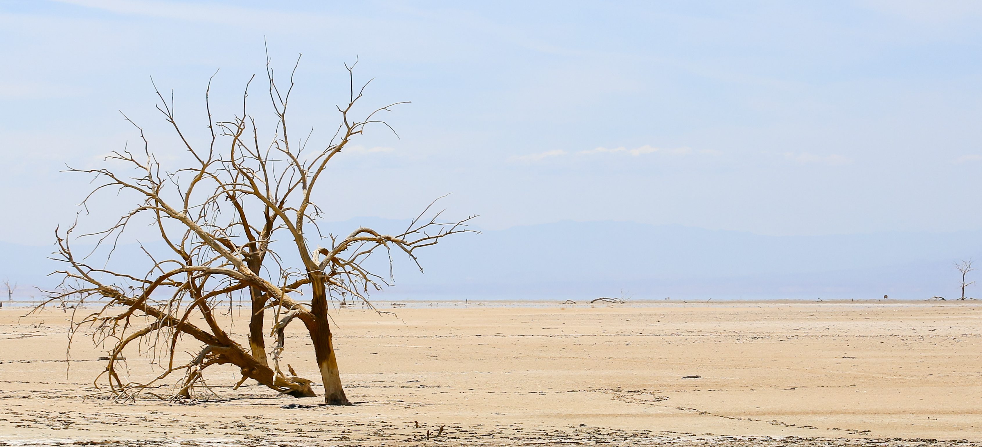 The Best Way to Help Trees Through a Drought Tampa Tree