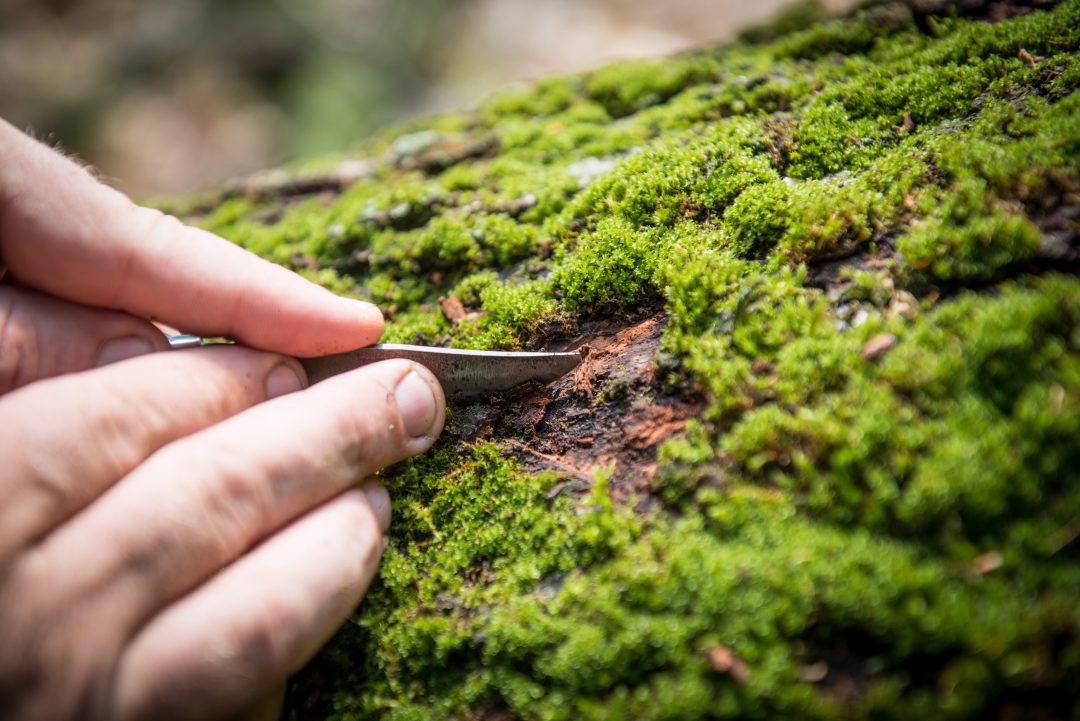 How Can I Tell If My Tree Is Dying? Tampa Tree