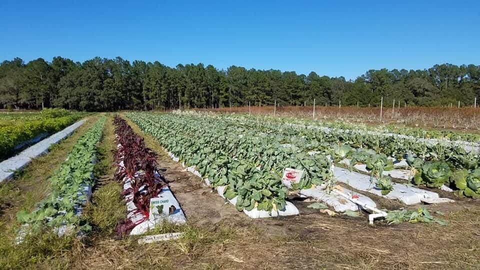 UPick Farms in Tampa Bay Where to pick citrus, strawberries and more.