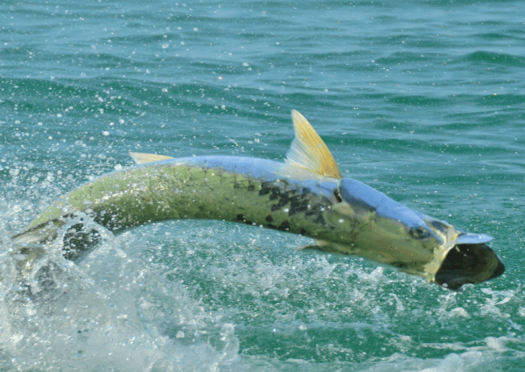 Fall Tarpon Fishing In Tampa Bay Bag´Em Fishing Charters