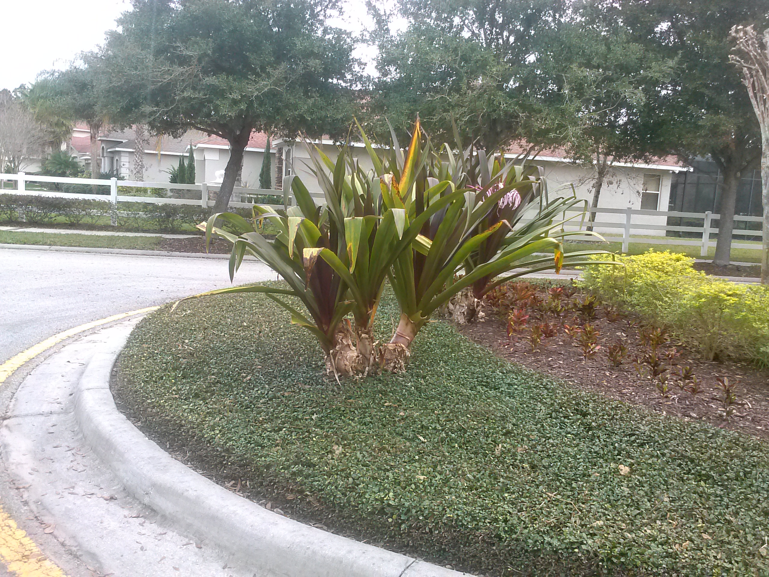 Landscape Groundcovers A New Definition Mastering the Art of