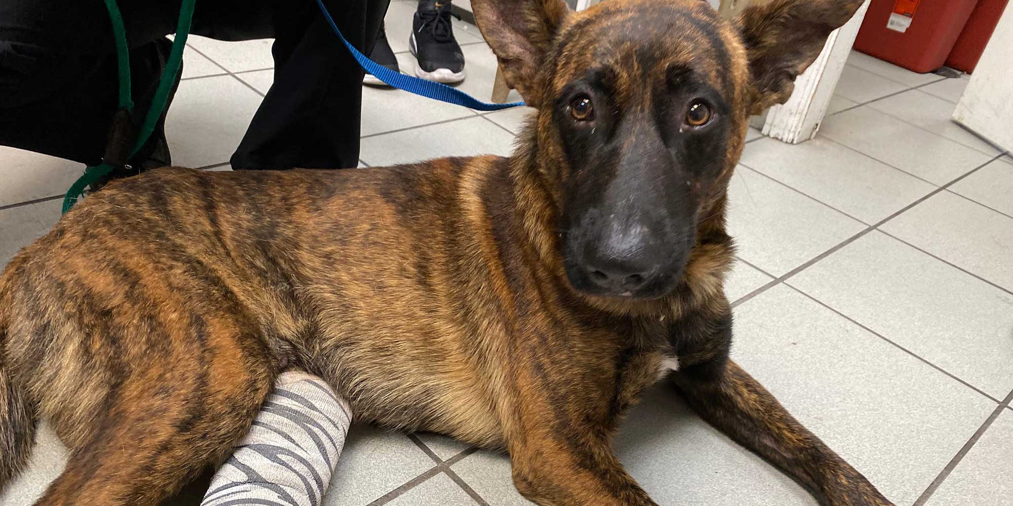 Humane Society of Tampa Bay Tampa Magazine