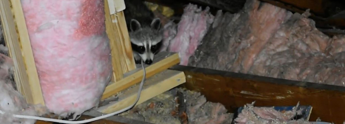 Tampa Animals Inside the Attic
