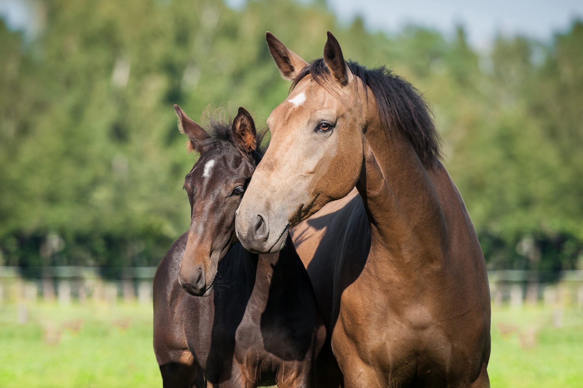 Breeding Your Mare This Season TEVC