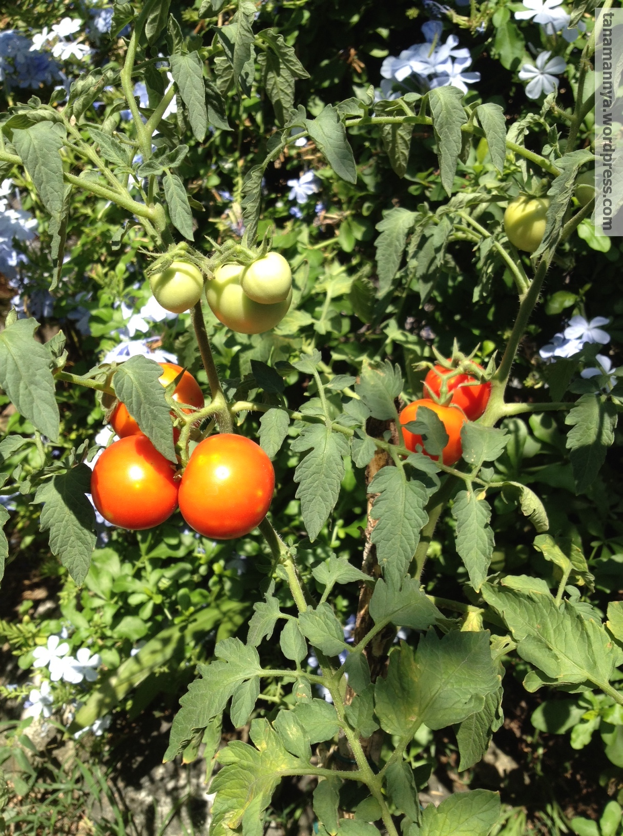 Cara Tanam Pokok Tomato Dalam Pasu Tips Mudah Tanam Pokok Tomato