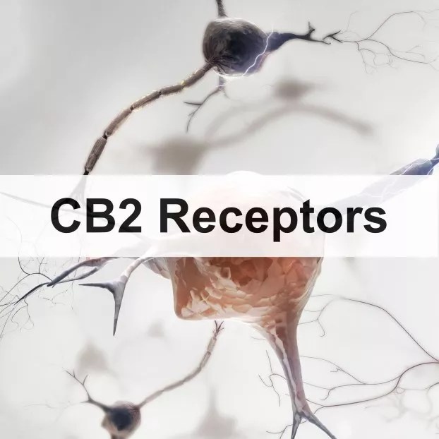 CB2 Receptors What Is Their Role? Cannabinoid Receptors tanasi
