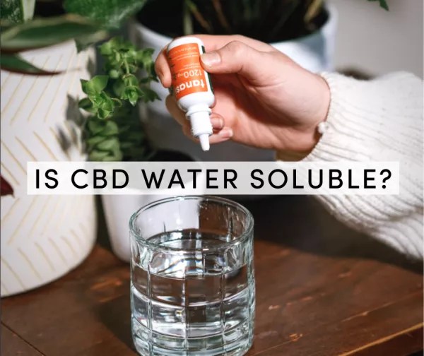 Water Soluble CBD vs Oil CBD WaterSoluble CBD tanasi