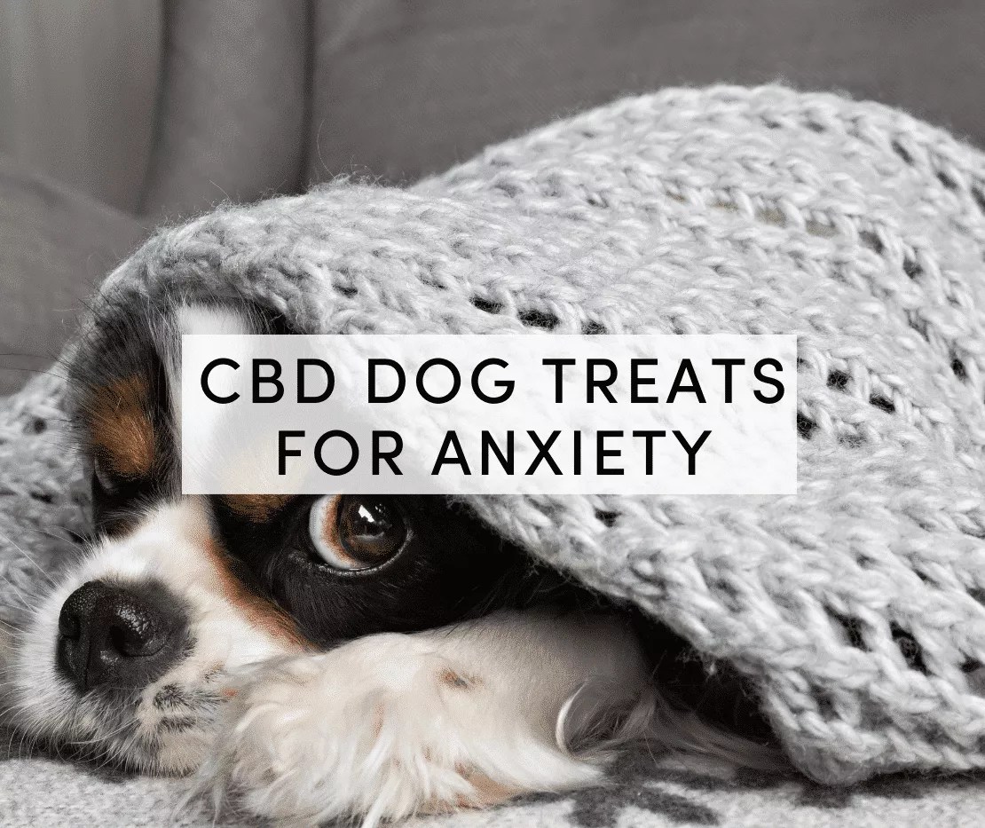 Calming Treats for Dogs CBD Dog Treats for Anxiety