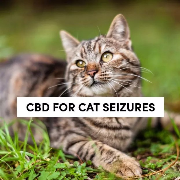 CBD For Cat Seizures, Will It Help Your Furry Friend? tanasi