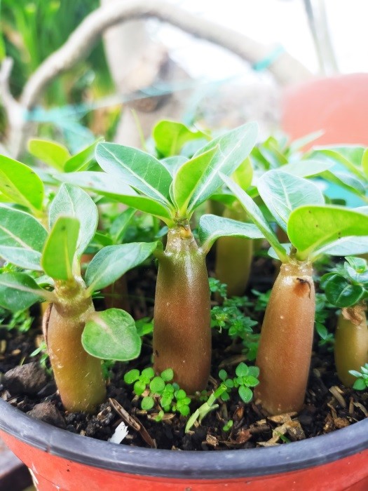 Cara Menyemai Biji Adenium Dijamin Berhasil 100 Tanda Koma