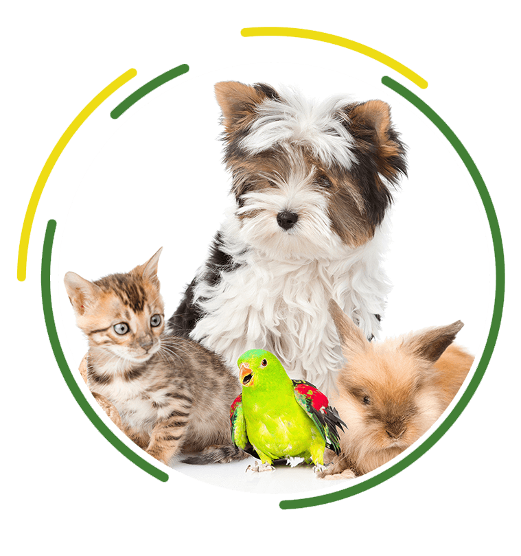 Pet Sitting T&T Pet Care Services