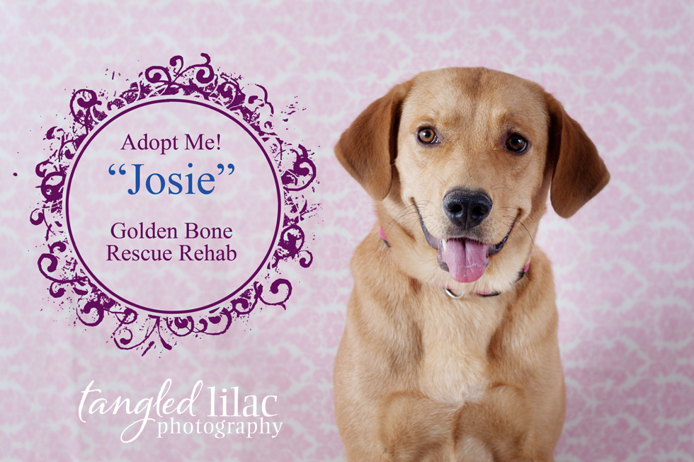 Rescue of the Month from Golden Bone Rescue Rehab {Adopt Josie