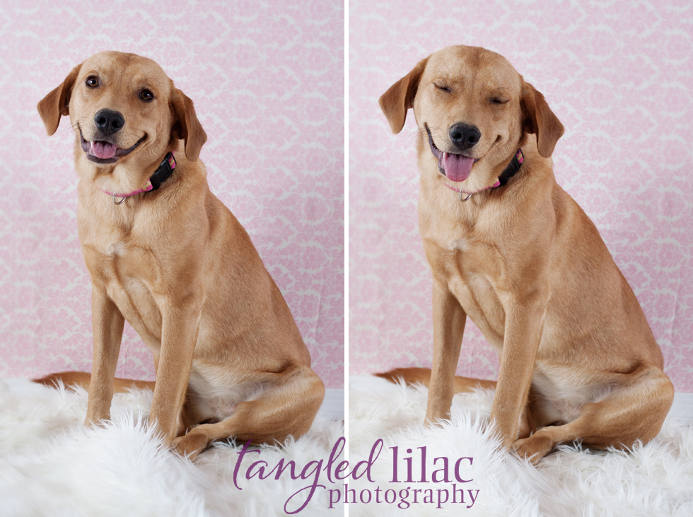 Rescue of the Month from Golden Bone Rescue Rehab Adopt Josie! Pet
