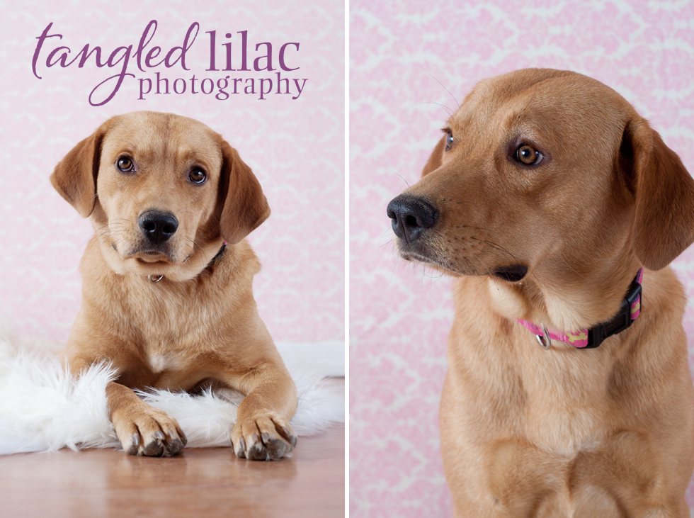 Sedona Pet Photographer Sedona Wedding Photography Flagstaff