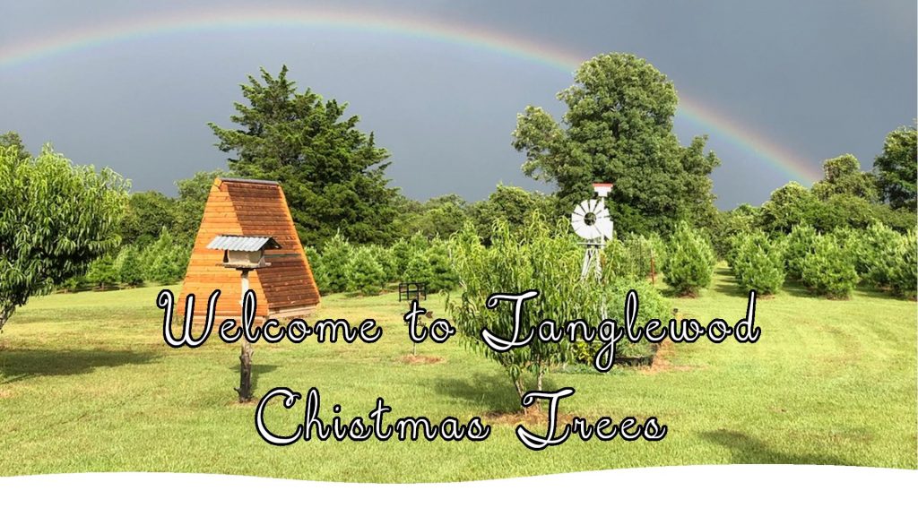 Tanglewood Christmas Trees College Station Christmas Tree Farm