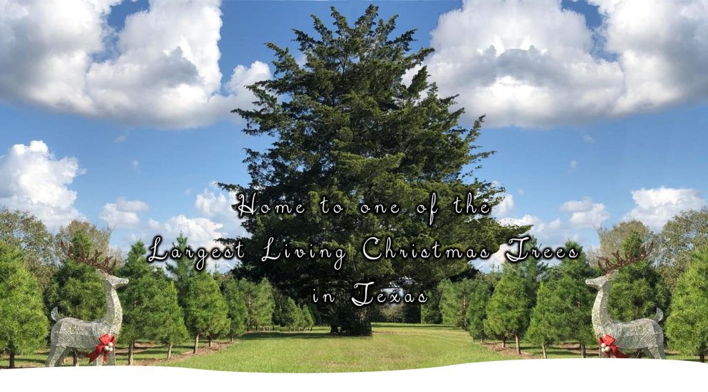 Tanglewood Christmas Trees College Station Christmas Tree Farm