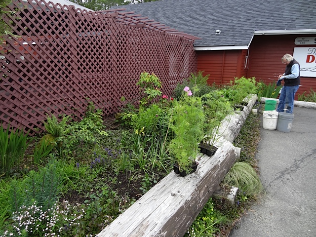 The Depot Restaurant garden, 2015 overview Tangly Cottage Gardening