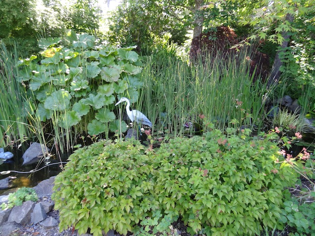 5 July Mark and Brian’s garden Tangly Cottage Gardening Journal