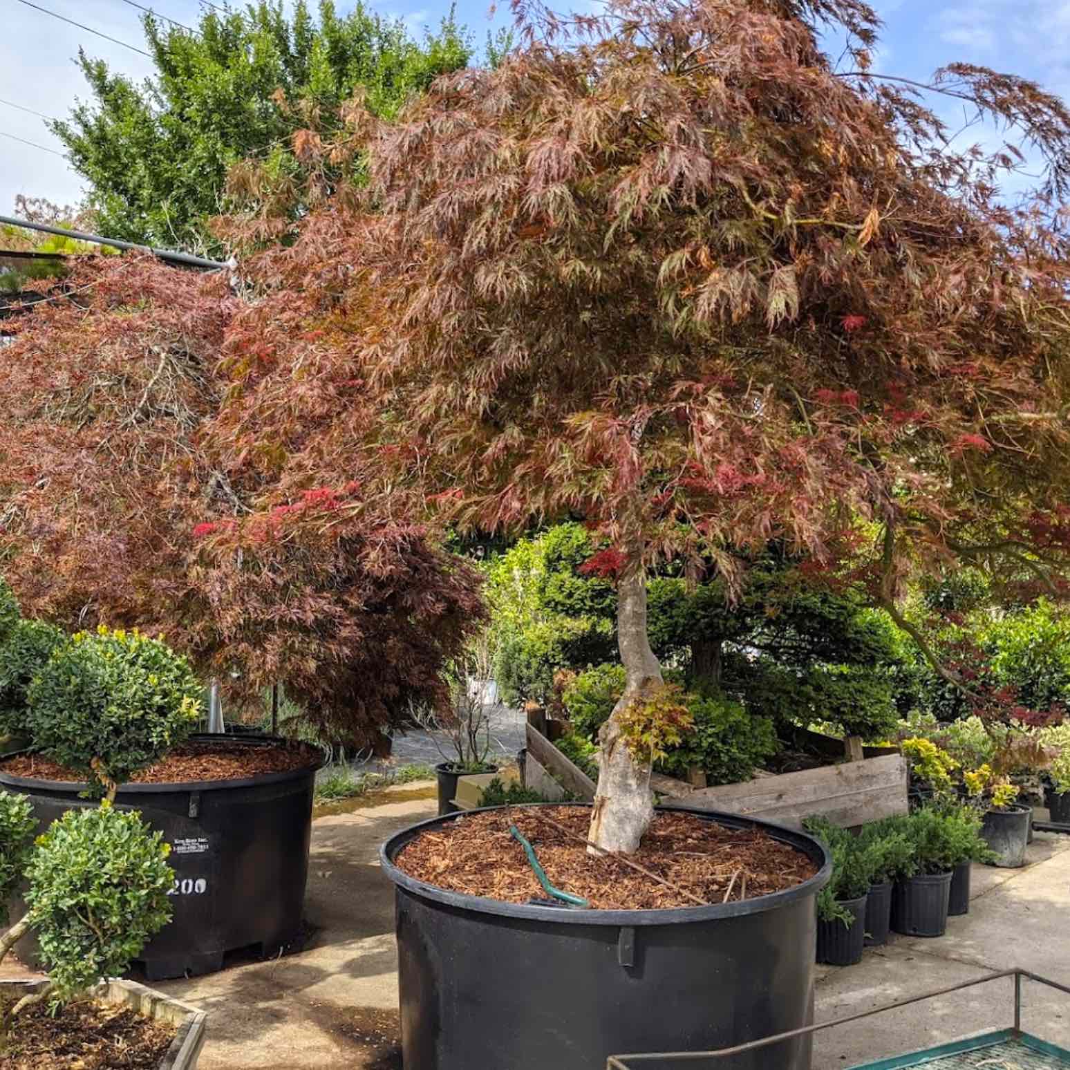 Tango Development Tea Garden Nursery