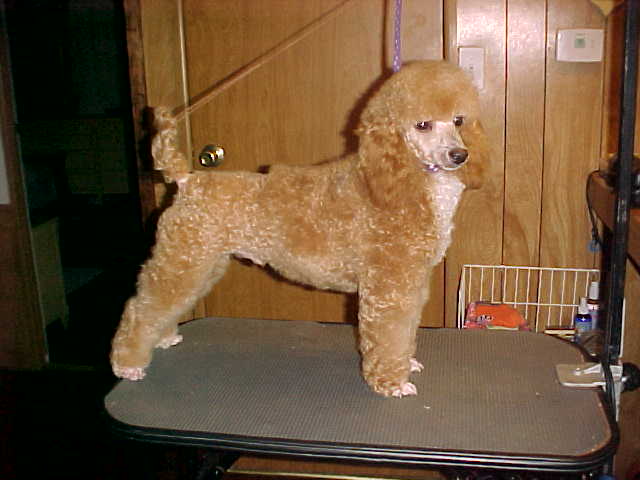poodle puppies, poodles for sale
