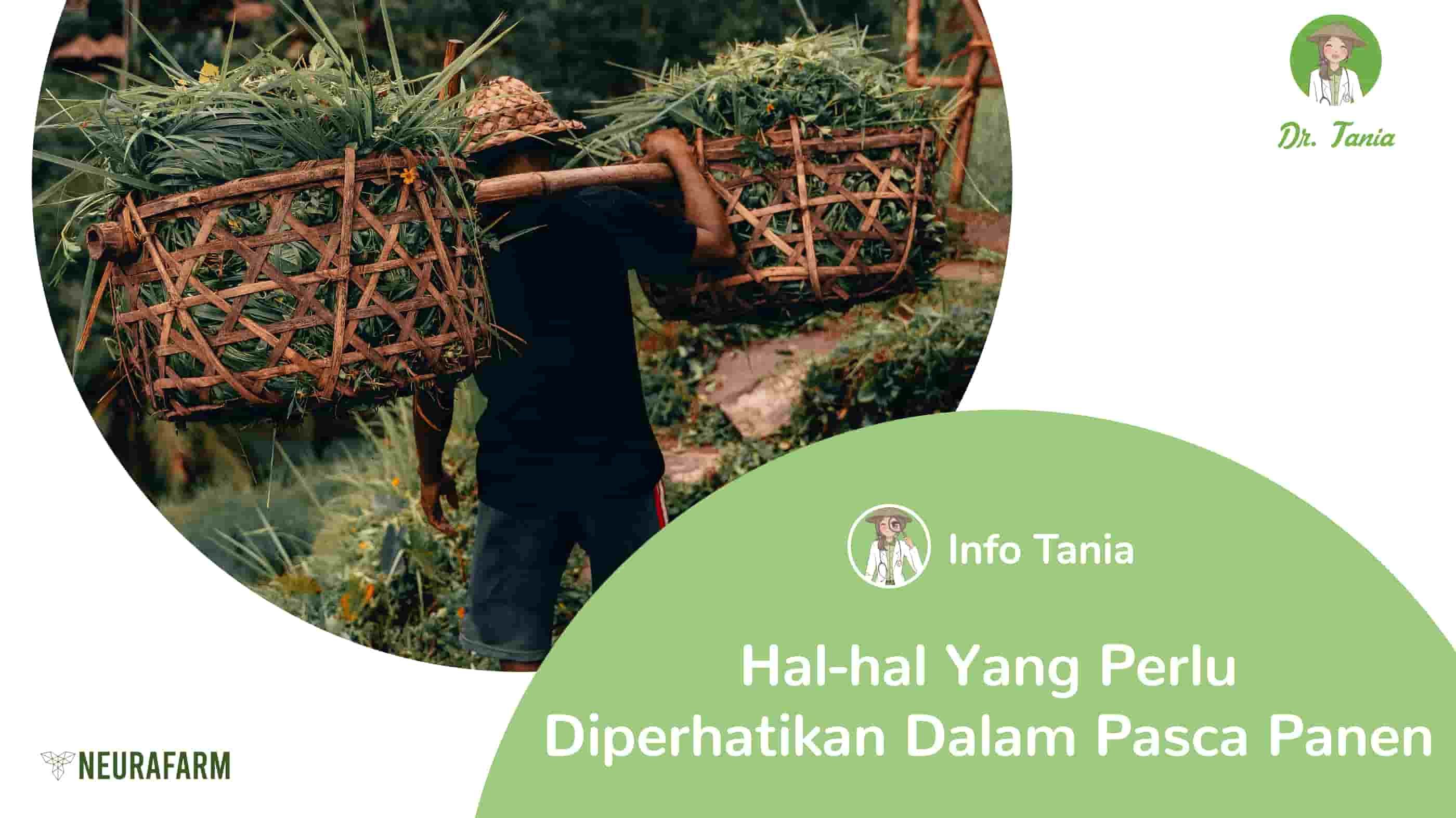 Hal yang Perlu Diperhatikan Saat Pasca Panen