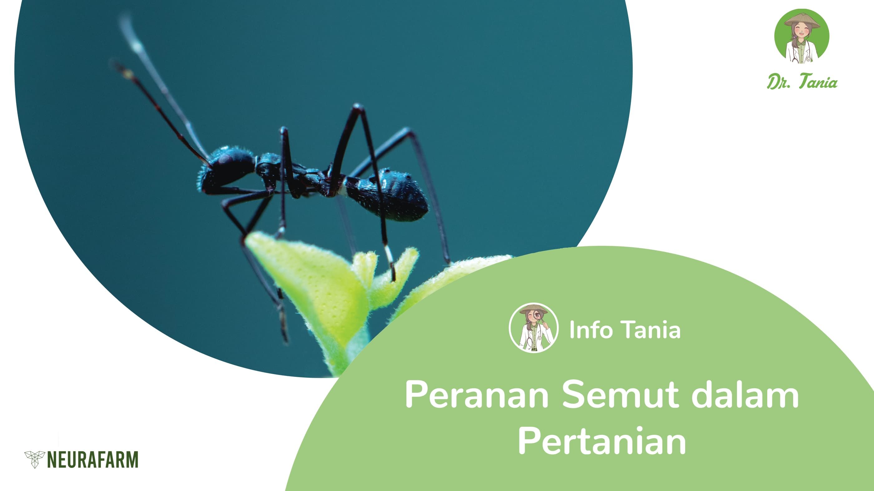 Peranan Semut dalam Pertanian