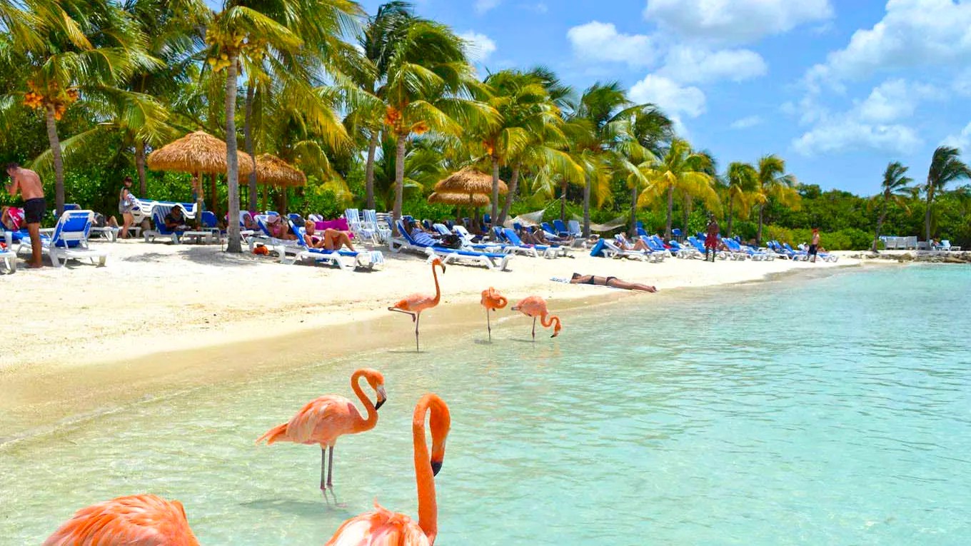 Aruba Tani Bilet