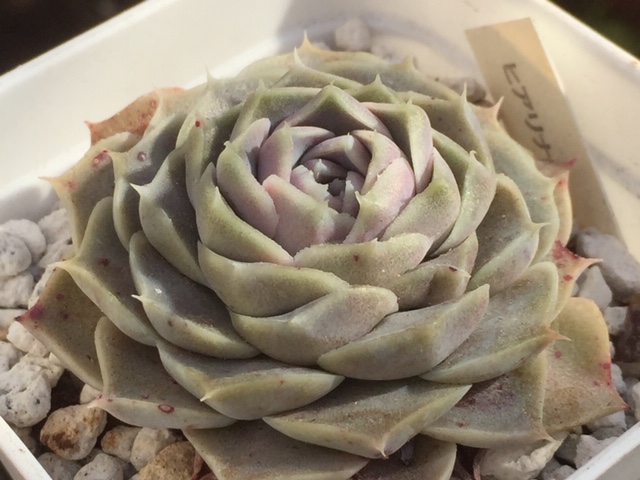 今朝の多肉。エケベリア・ヒアリナ系の仲間達。 多肉格闘記