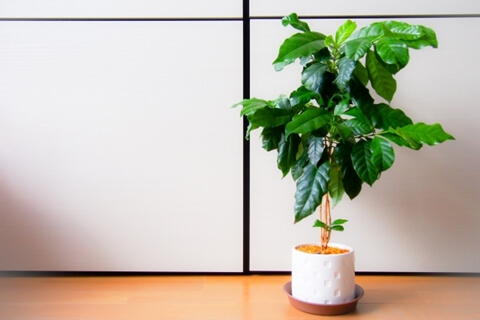 コーヒーの木栽培 コーヒーの木成長記録 ｜コーヒー豆のできるまで 観葉植物のコーヒーの木に花が咲きません。原因や対策はありますか。