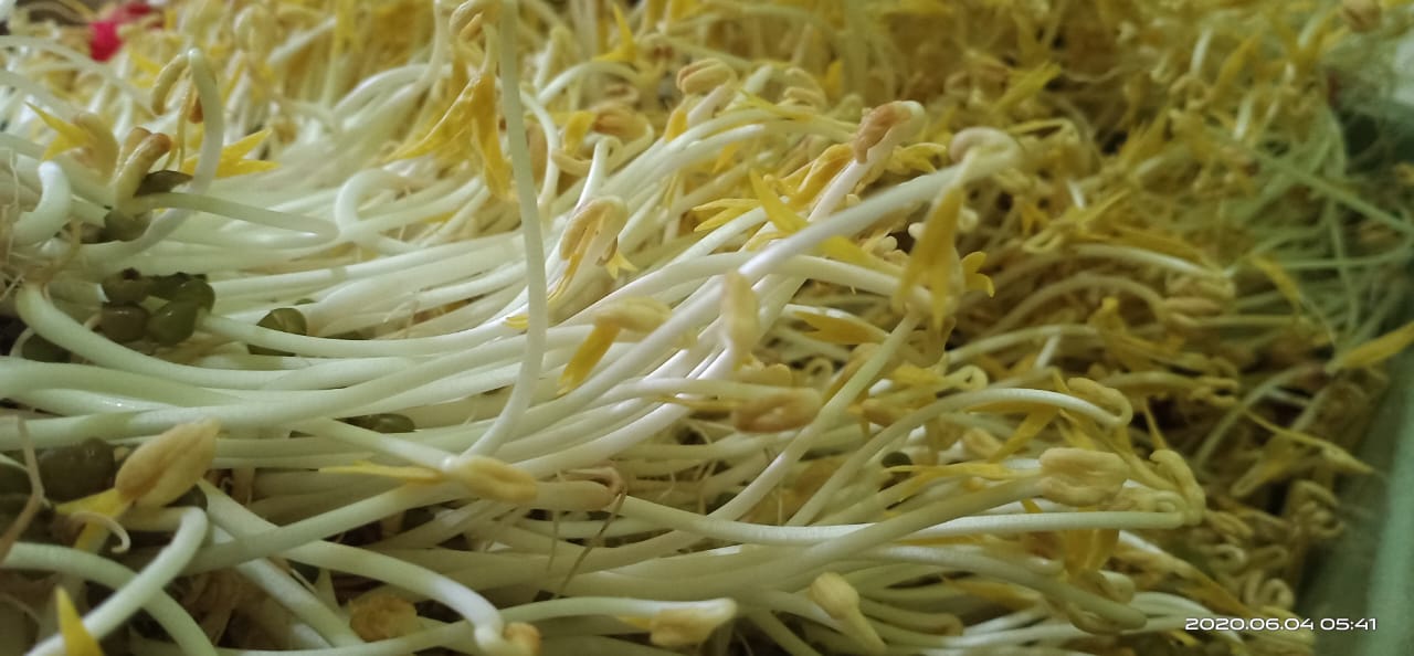 Tauge panjang Tanilink