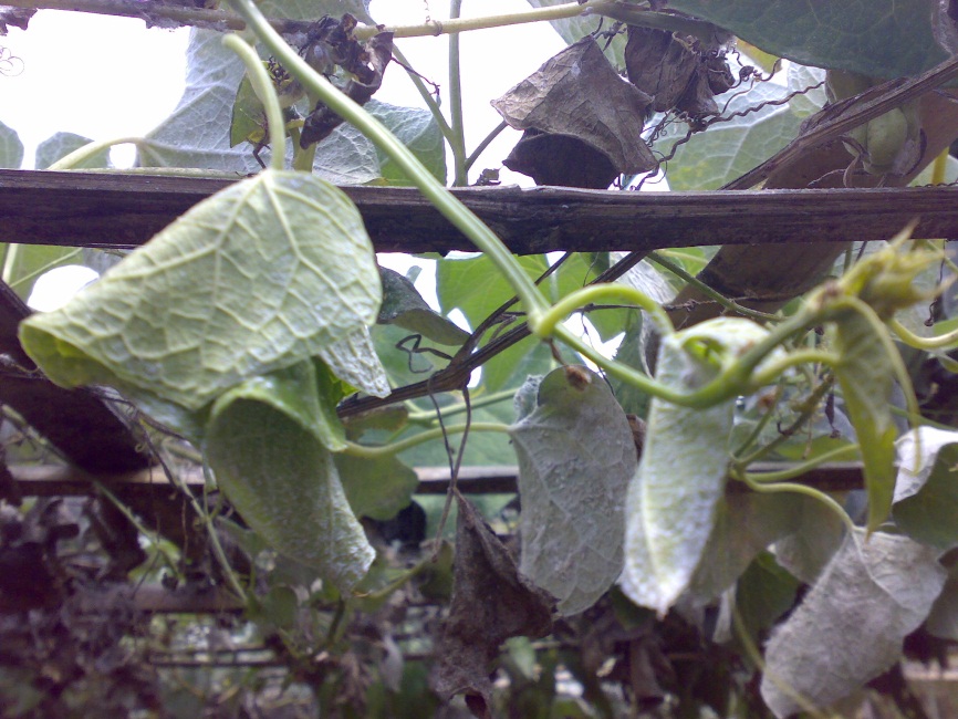 Daun labu memutih Tanilink