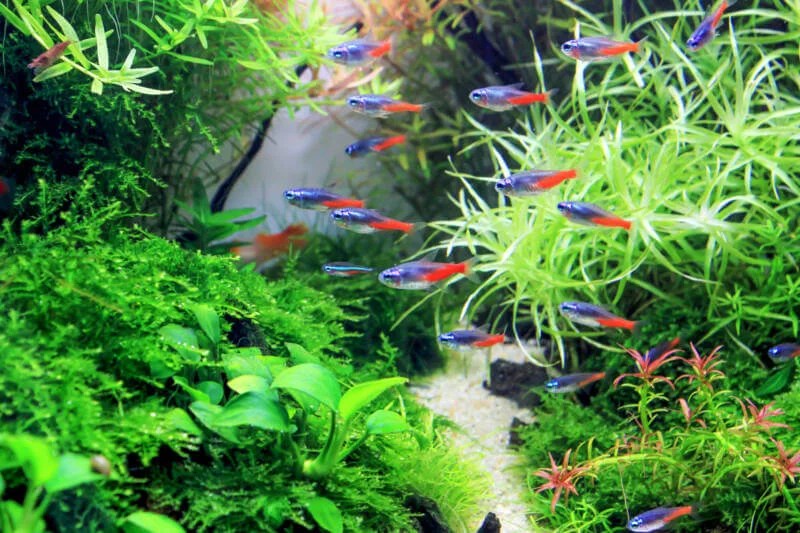 The Perfect Size Tank For How Big Neon Tetras Grow Tankofish