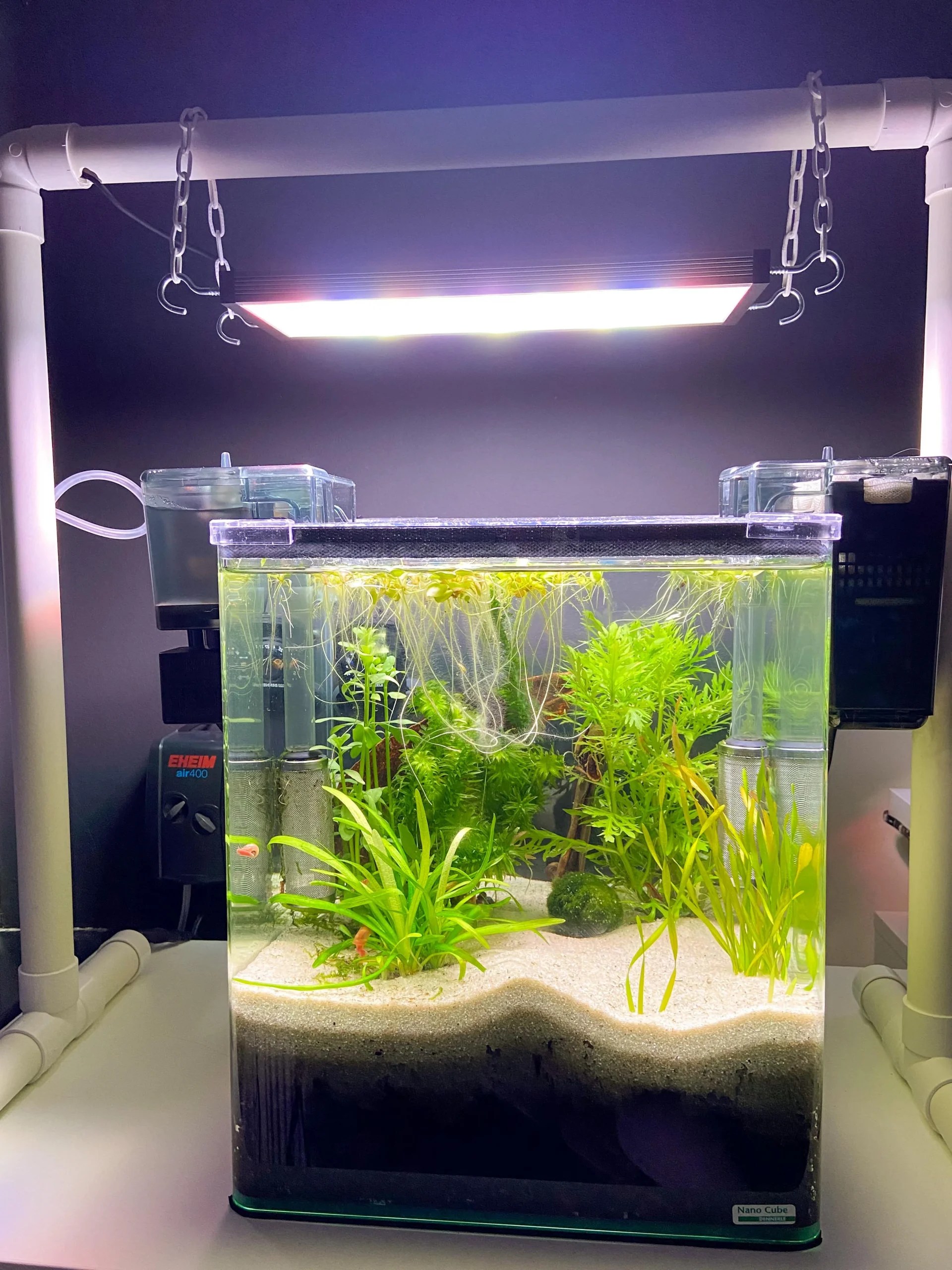 The Benefits Of Deeper Substrate Improving The Walstad Method Tankofish