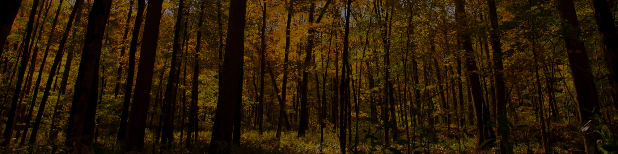 Sustainable Harvesting of Hardwood Tanner Lumber Company WV & PA