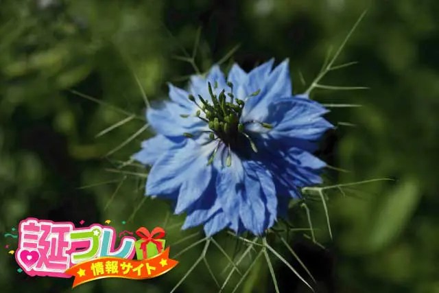 5月29日の誕生花｜花言葉の由来、誕生日の有名人、何の日かも解説 | Hanasaku 5月29日の誕生花 | 誕プレ