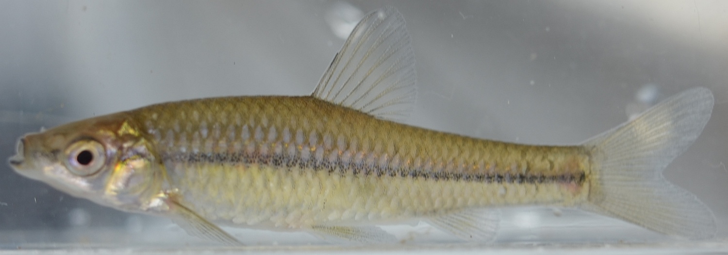 長野県の淡水魚 [日淡会]