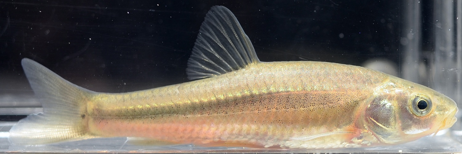 長野県の淡水魚 [日淡会]
