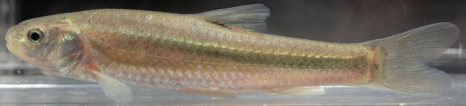 長野県の淡水魚 [日淡会]