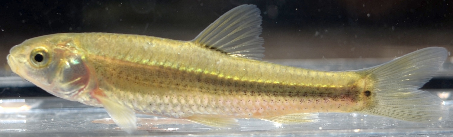 長野県の淡水魚 [日淡会]