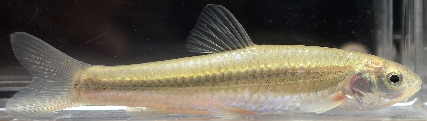 長野県の淡水魚 [日淡会]