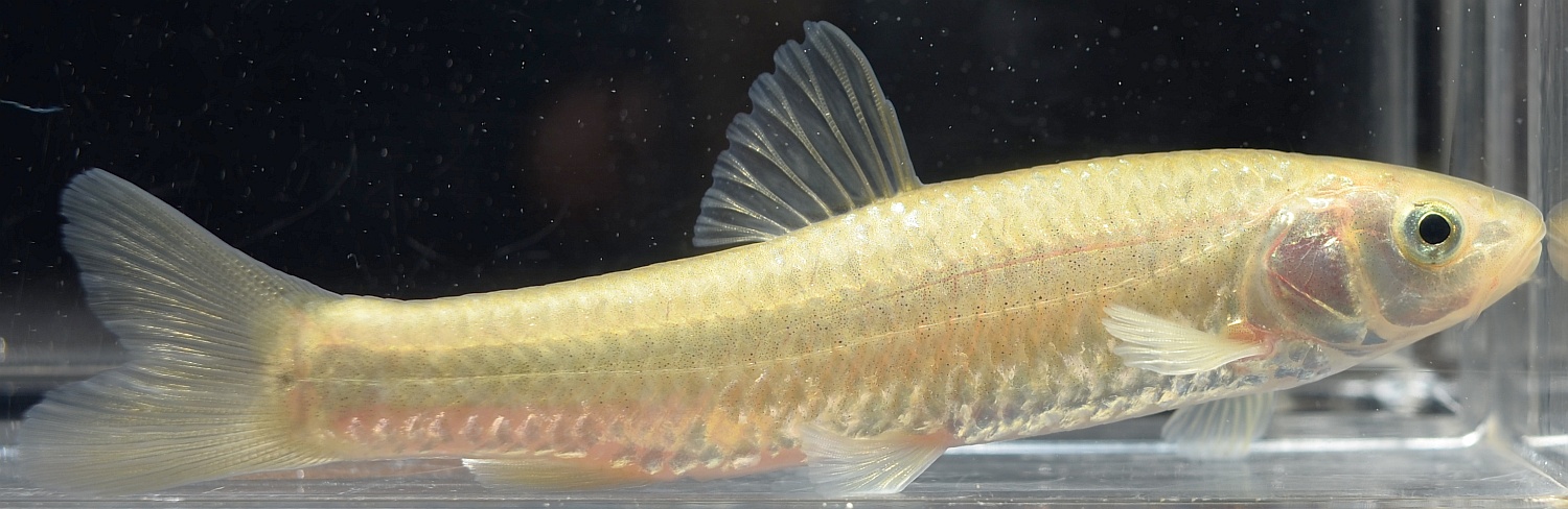 長野県の淡水魚 [日淡会]